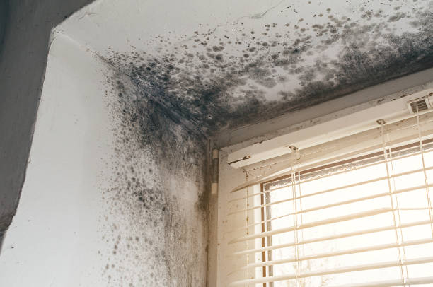 Affordable Mold Cleanup solutions in Greensboro, NC